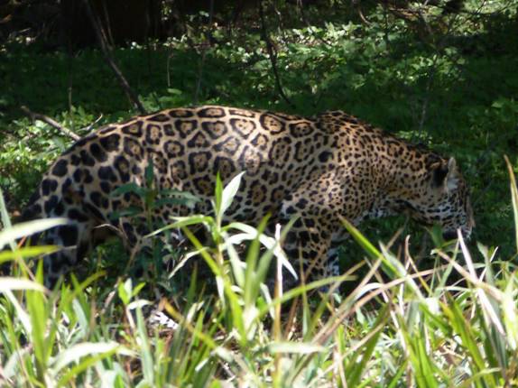 Onça macho descança ao lado de onça fêmea em barranco do Rio Cuiabá, região de Porto Jofre, no final da rodovia Transpantaneira, no Pantanal Norte, no Mato Grosso